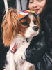Machiko Summer Dog Hat, Protect Your Dog's Eyes From The Sun In Style!