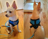 New Soft Air Nylon Mesh Puppy Dog Pet Cat Harness and Leash Set