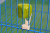 Pet Parrot Fruit Fork Birds set on the Cage Convenient Feeder Supplies Device