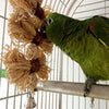 Lovely Pet Conure Cockatiel Parakeet Chewing