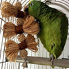 Lovely Pet Conure Cockatiel Parakeet Chewing