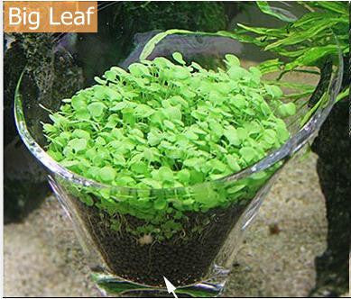 Aquarium Glossostigma Hemianthus Callitrichoides Seeds Water Grass Mini Leaf Live Plant