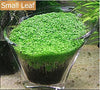 Aquarium Glossostigma Hemianthus Callitrichoides Seeds Water Grass Mini Leaf Live Plant