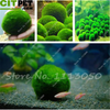 Moss Grass Seed Plants Seeds Indoor Ornamentals Lanscape for Home Garden 500 Pcs