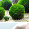 Moss Grass Seed Plants Seeds Indoor Ornamentals Lanscape for Home Garden 500 Pcs