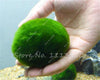 Moss Grass Seed Plants Seeds Indoor Ornamentals Lanscape for Home Garden 500 Pcs