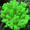 Moss Grass Seed Plants Seeds Indoor Ornamentals Lanscape for Home Garden 500 Pcs