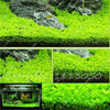 Moss Grass Seed Plants Seeds Indoor Ornamentals Lanscape for Home Garden 500 Pcs