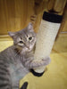 Tree Scratching Post Toy for Cats