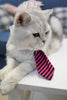 Cat Costume Velcro Tie & Clip Tie for Cats and Dogs