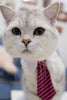 Cat Costume Velcro Tie & Clip Tie for Cats and Dogs