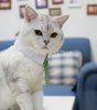 Cat Costume Velcro Tie & Clip Tie for Cats and Dogs