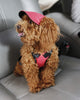 Sun Hats For Dogs Cute