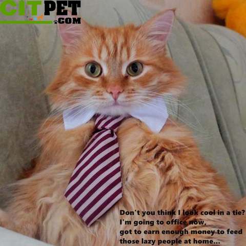 Cat Costume Velcro Tie & Clip Tie for Cats and Dogs