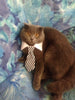 Cat Costume Velcro Tie & Clip Tie for Cats and Dogs