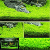 Moss Grass Seed Plants Seeds Indoor Ornamentals Lanscape for Home Garden 500 Pcs