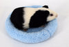 Hamster  Small Animal Cage Bed