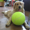 Big Inflatable Tennis Ball for Dog !!!