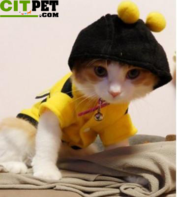 Animals Shirt Costume for Cats Dogs