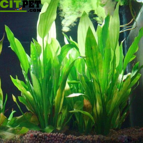 Plastic Manmade Water Plant Grass Green 14cm Height for Aquarium